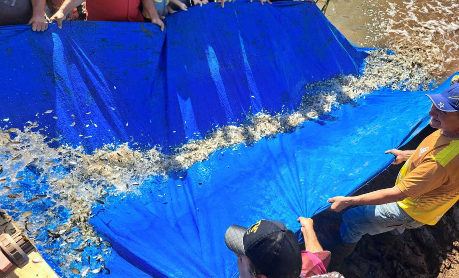Paraná atinge meta de repovoar as bacias hidrográficas com 2,615 milhões de peixes nativos
