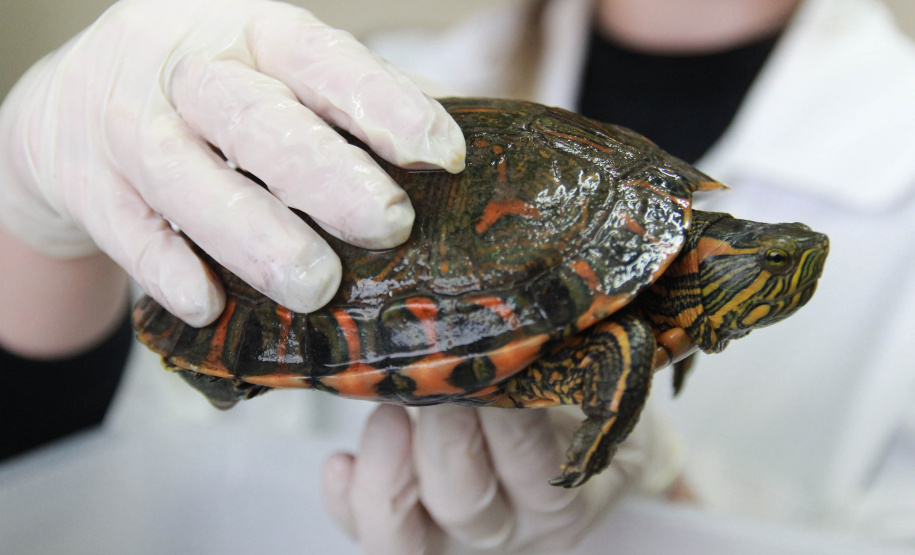 Instituto Água e Terra institui a Frente de Especialistas em Reconhecimento de Animais Silvestres