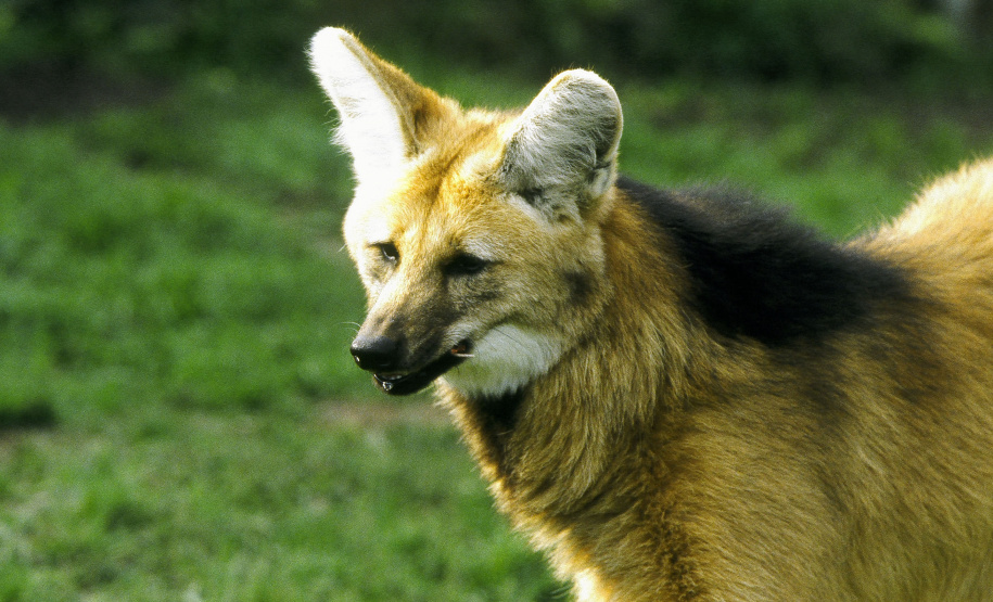 Paraná inicia atualização da Lista Estadual de Espécies de Fauna Silvestre Ameaçadas de Extinção