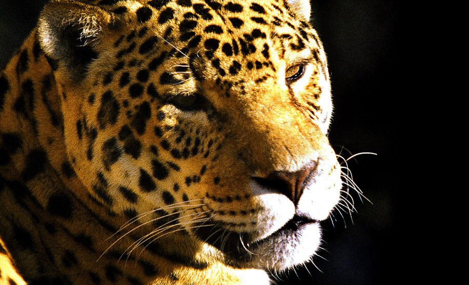 Paraná inicia atualização da Lista Estadual de Espécies de Fauna Silvestre Ameaçadas de Extinção