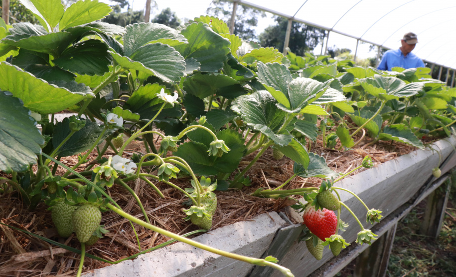 Parceria entre Tecpar e AMP leva informações sobre produção orgânica a municípios do Paraná