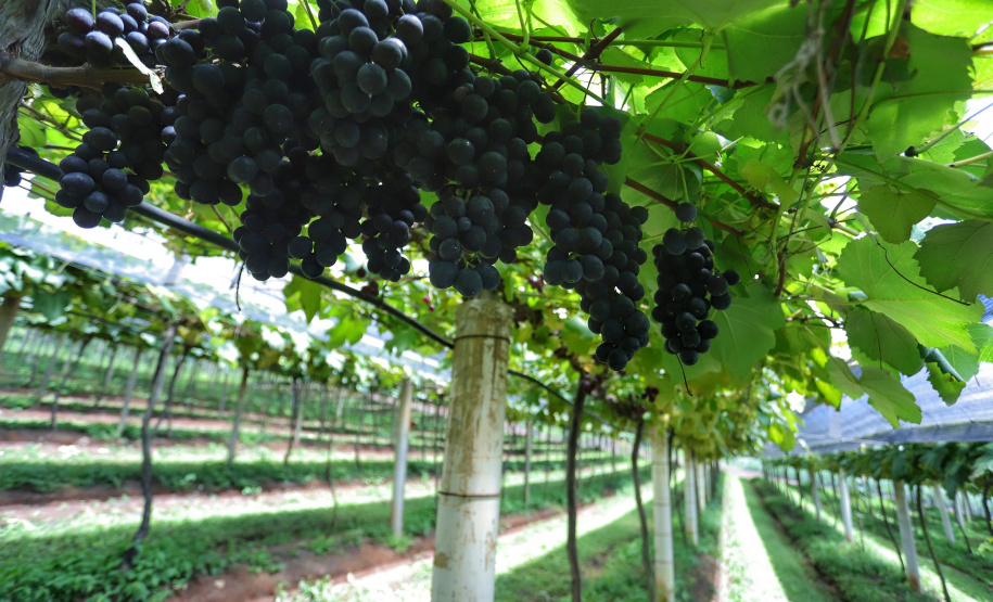 IDR-Paraná celebra 50 anos de pesquisa com lançamento de novas cultivares