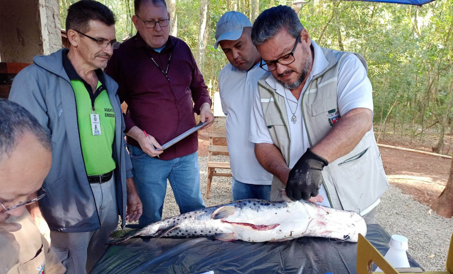 Sesa realiza ações de coleta de toxinas de peixes peçonhentos