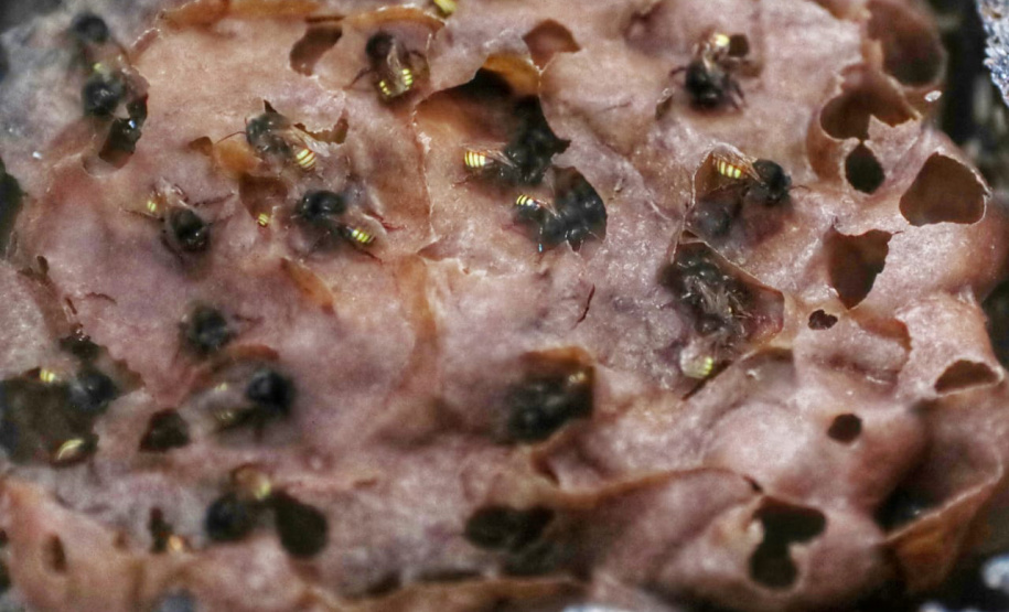 Governo do Estado inaugura 4º Parque Urbano na cidade que inspirou o Poliniza Paraná -