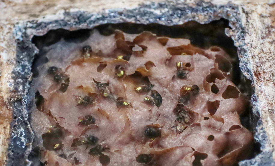 Governo do Estado inaugura 4º Parque Urbano na cidade que inspirou o Poliniza Paraná -