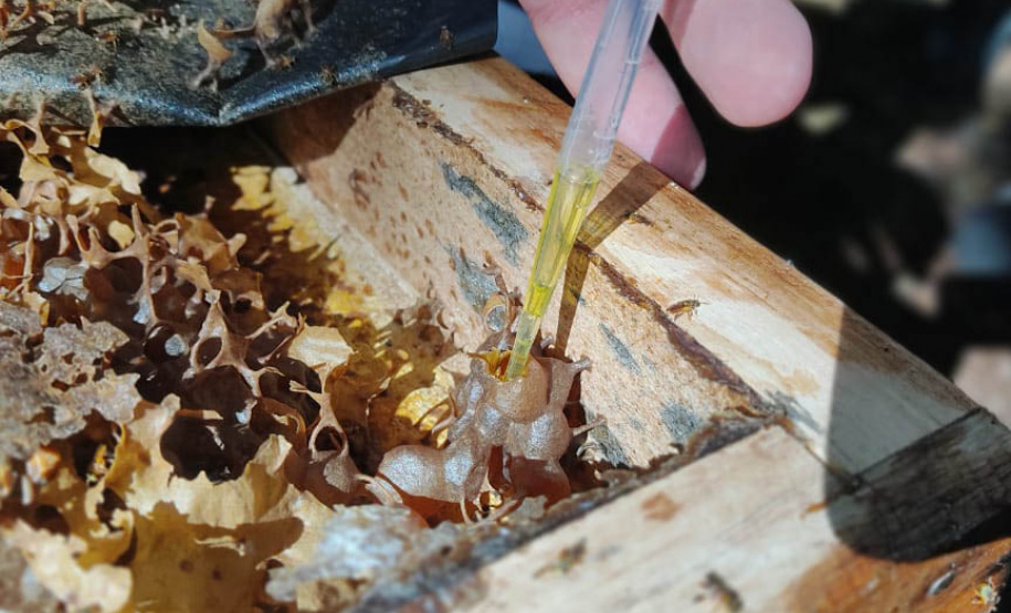 Governo instala colmeias do Poliniza Paraná e inaugura Parque Urbano na Semana do Meio Ambiente