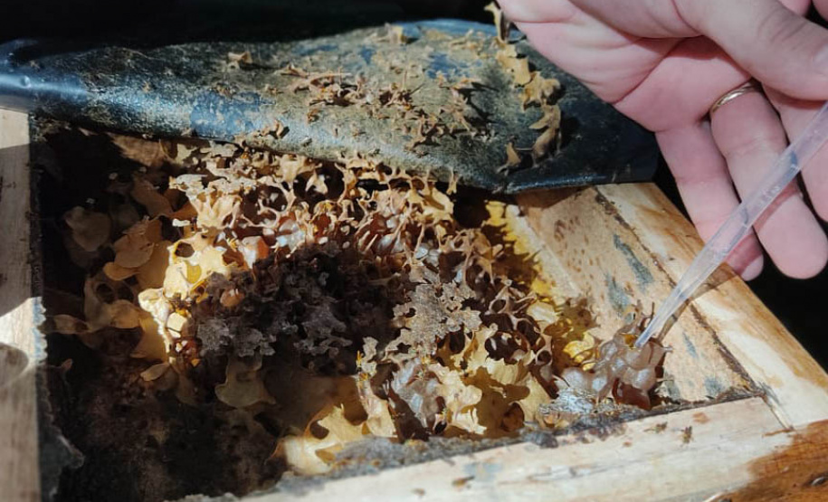 Governo instala colmeias do Poliniza Paraná e inaugura Parque Urbano na Semana do Meio Ambiente