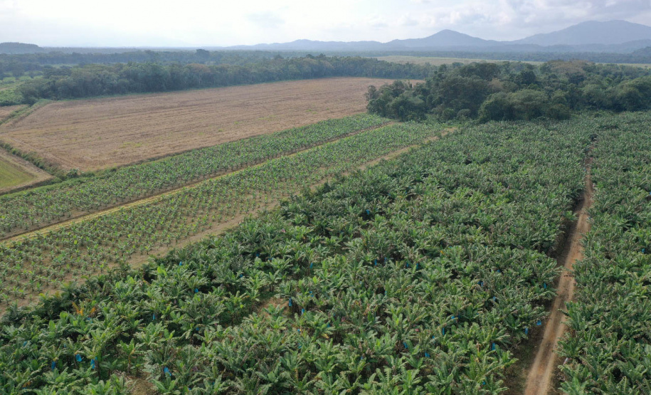 Adapar treina operadores de drones para defesa sanitária vegetal