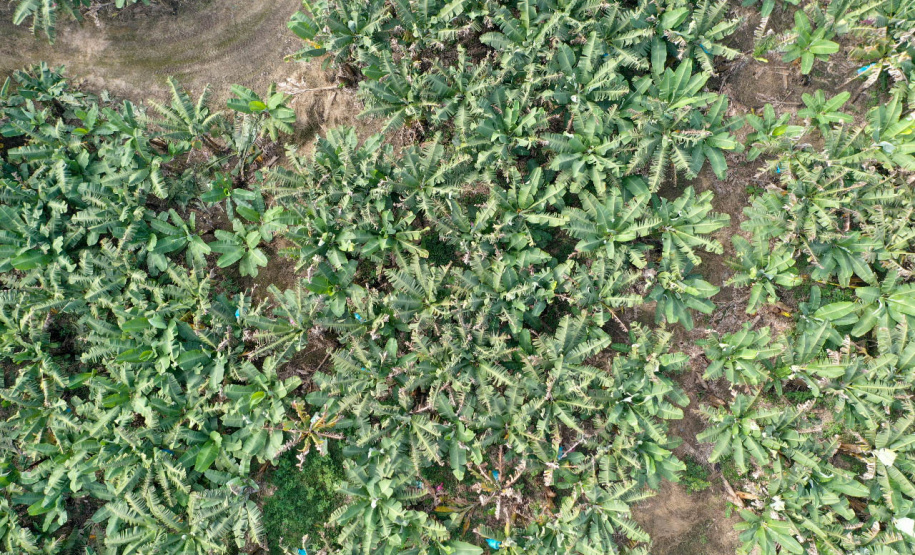 Adapar treina operadores de drones para defesa sanitária vegetal