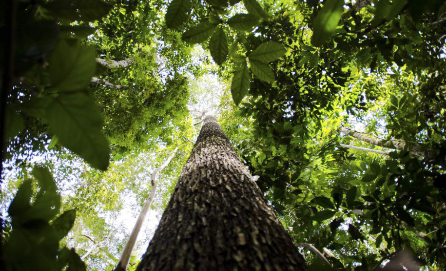 Aberto prazo de apresentação de pesquisas para o desenvolvimento da região amazônica