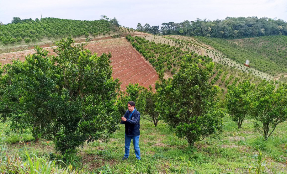 Vale do Ribeira busca reconhecimento como Área Livre de Praga – Cancro Cítrico