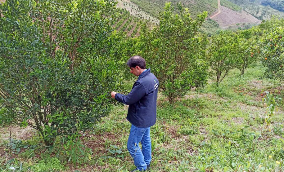 Vale do Ribeira busca reconhecimento como Área Livre de Praga – Cancro Cítrico