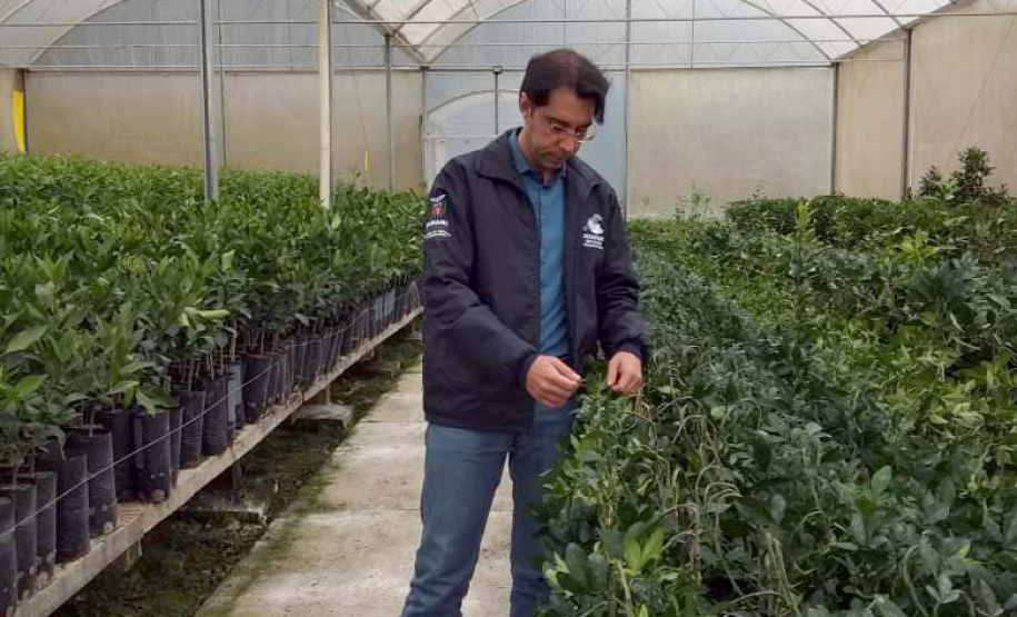 Vale do Ribeira busca reconhecimento como Área Livre de Praga – Cancro Cítrico