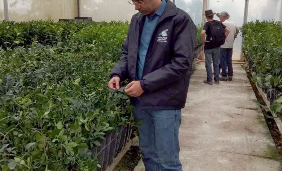 Vale do Ribeira busca reconhecimento como Área Livre de Praga – Cancro Cítrico