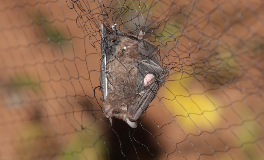 Proteção e importância dos morcegos é tema da I Expomorcego do Paraná