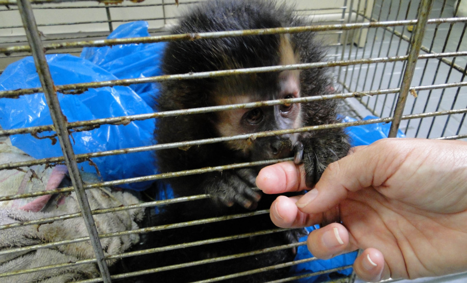 Governo do Paraná lança portal com informações sobre a Fauna Vitimada