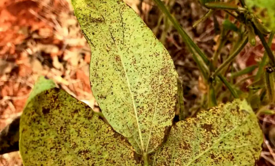 Centro de Inteligência usa Inteligência Artificial no combate a pragas da soja