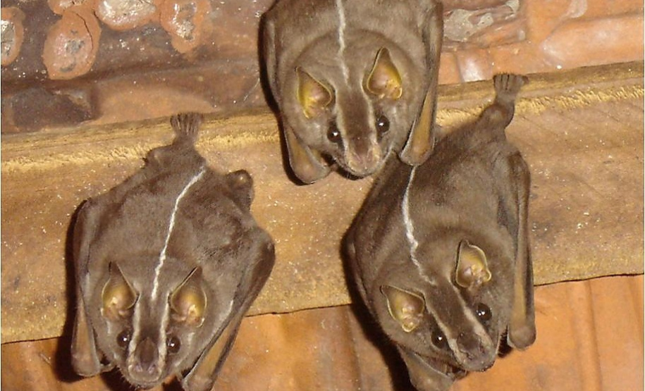 IAT oferece atividade prática com morcegos no próximo dia 28, em Cianorte