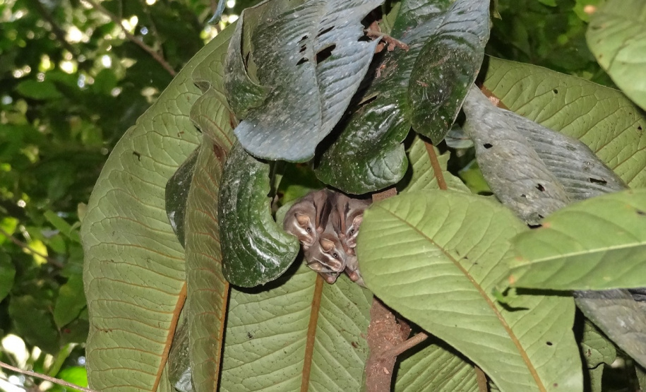 IAT oferece atividade prática com morcegos no próximo dia 28, em Cianorte