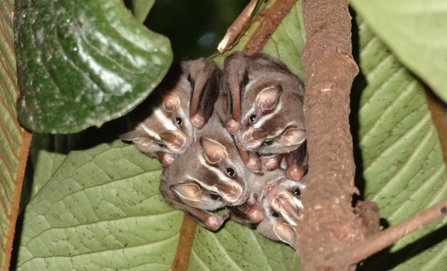 IAT oferece atividade prática com morcegos no próximo dia 28, em Cianorte
