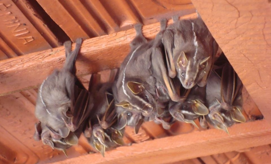 IAT oferece atividade prática com morcegos no próximo dia 28, em Cianorte