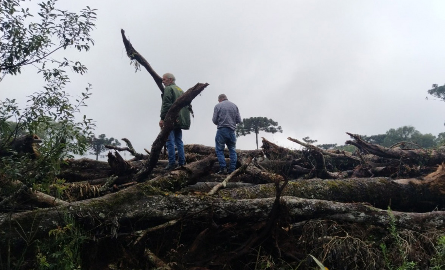 Pela primeira vez no Paraná, IAT faz fiscalização remota na Operação Mata Atlântica em Pé