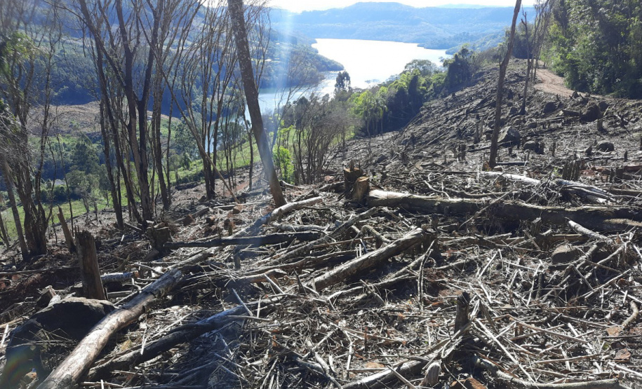 Pela primeira vez no Paraná, IAT faz fiscalização remota na Operação Mata Atlântica em Pé