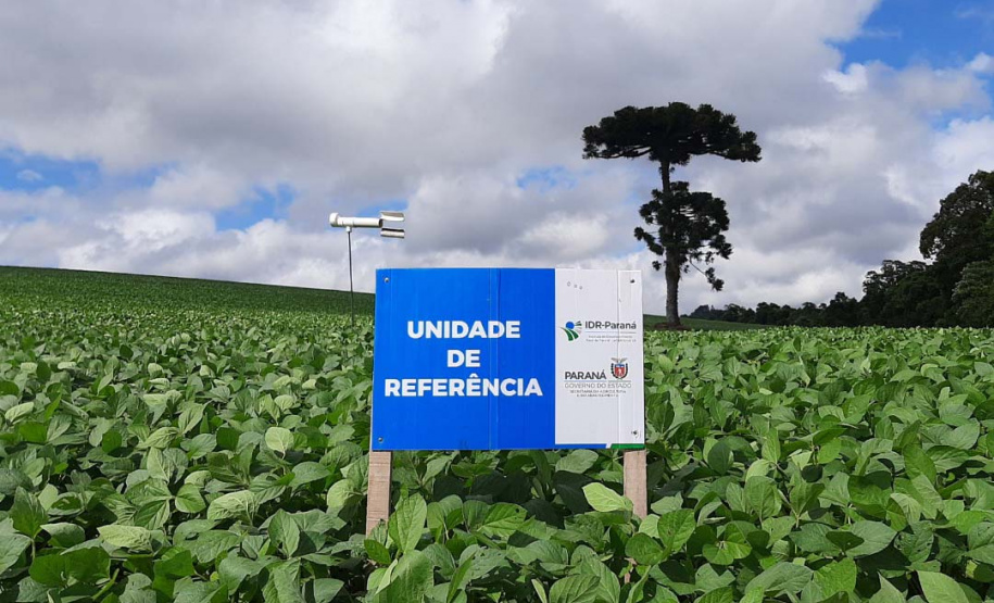 IDR-Paraná inicia os trabalhos da rede Alerta Ferrugem da soja safra 2022/2023