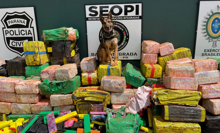 PCPR apreende mais de 3,5 toneladas de maconha em Santo Inácio