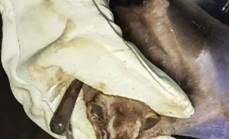 Proteção e importância dos morcegos é tema da I Expomorcego do Paraná