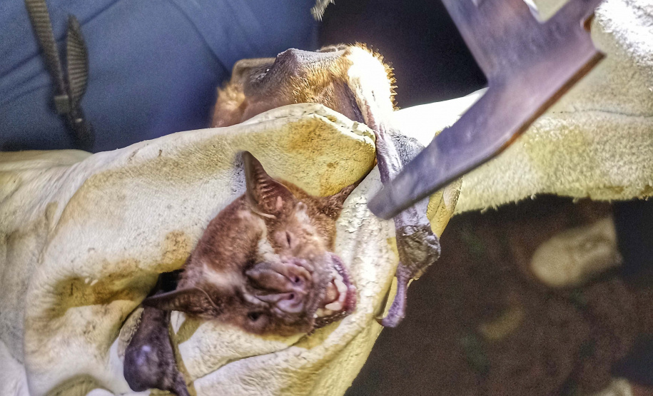 Proteção e importância dos morcegos é tema da I Expomorcego do Paraná