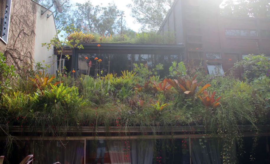 Plantas ornamentais: projeto investiga potencial da flora brasileira