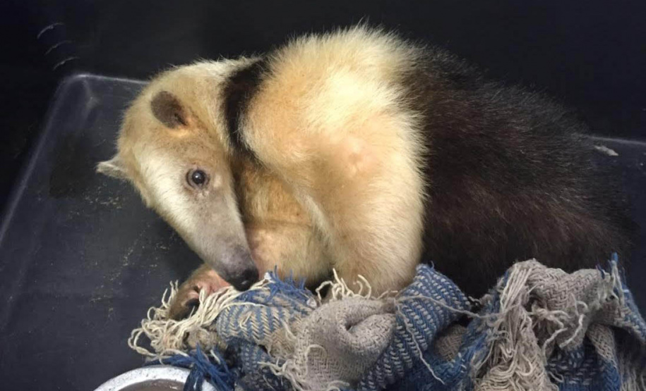 Governo do Paraná lança portal com informações sobre a Fauna Vitimada