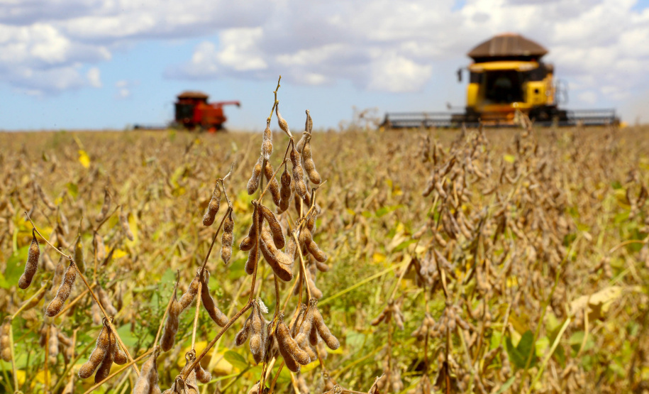 Plantio de soja avança no Paraná e chega a 15% da área