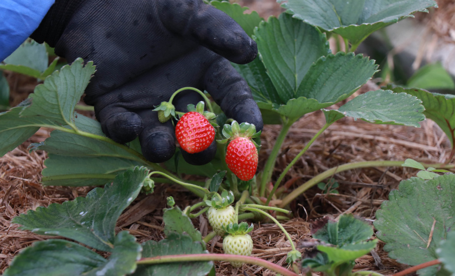 Tecpar abre vaga para bolsista de agronomia em programa de certificação de orgânicos