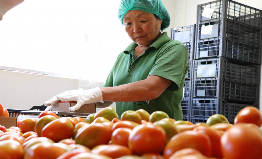 Tecpar abre vaga para bolsista de agronomia em programa de certificação de orgânicos