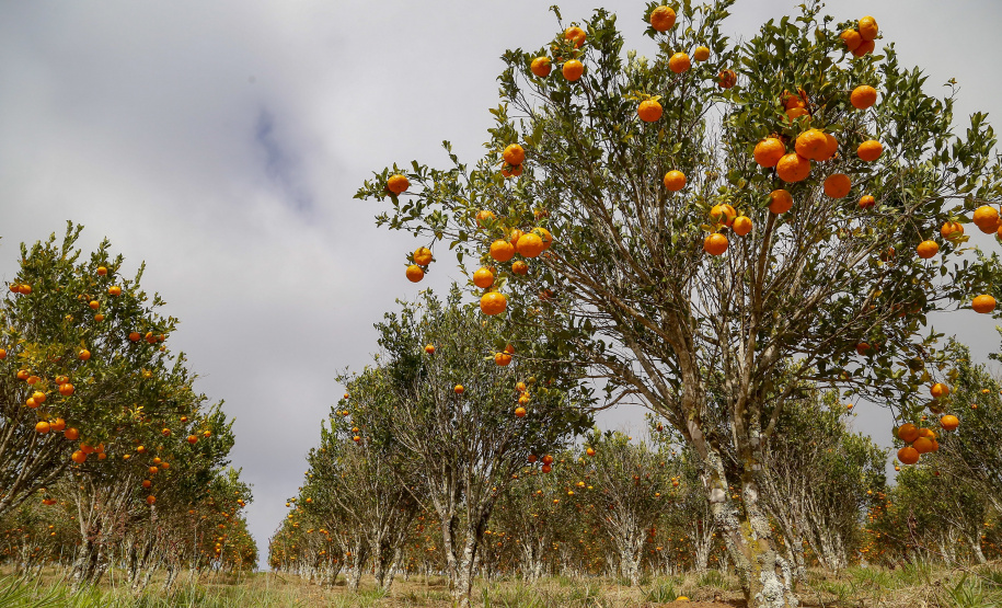 Vale do Ribeira busca reconhecimento como área livre de cancro cítrico