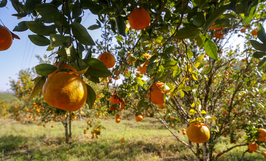 Publicação do IDR-Paraná discute oportunidades da citricultura no Vale do Ribeira