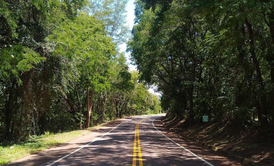 DER/PR está contratando serviço de poda de árvores em rodovias do Oeste e Sudoeste