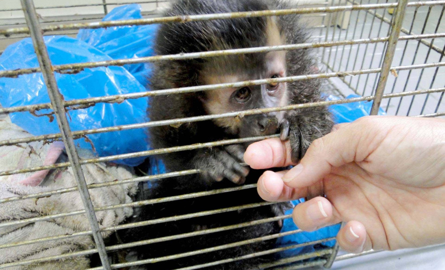 IAT padroniza ações para resgate e atendimento da fauna silvestre nos municípios