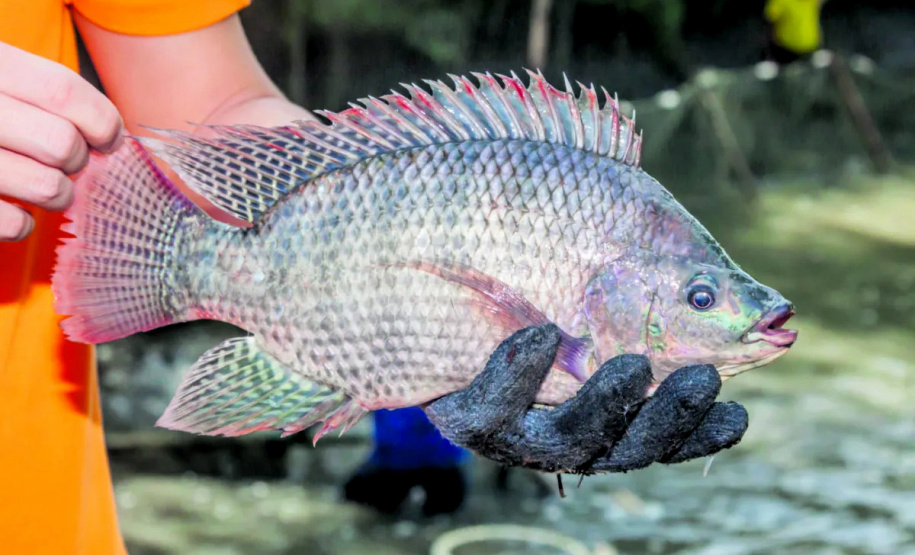 Estudantes de pós-graduação desenvolvem pesquisa sobre tilápias na Noruega