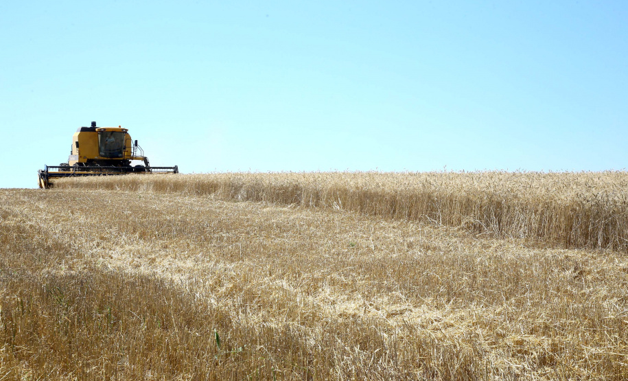 No Paraná colheita do trigo avança pouco com chuvas intermitentes em todo Estado