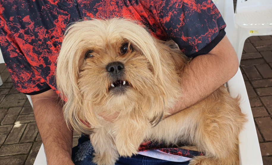 Mais de 1400 animais devem ser atendidos nesta semana pelo CastraPet Paraná