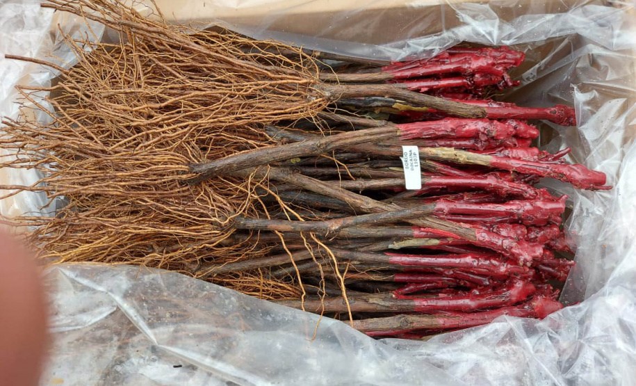 Conquista de Indicação Geográfica abre novos mercados para vinho do Bituruna