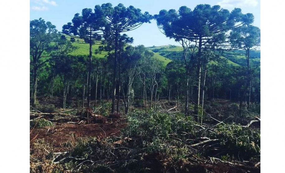 Denúncias anônimas via Disque-Denúncia 181 leva à prisão de dois suspeitos de desmatamento