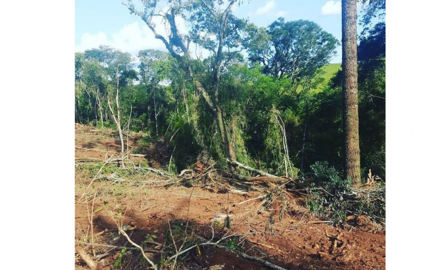 Denúncias anônimas via Disque-Denúncia 181 leva à prisão de dois suspeitos de desmatamento