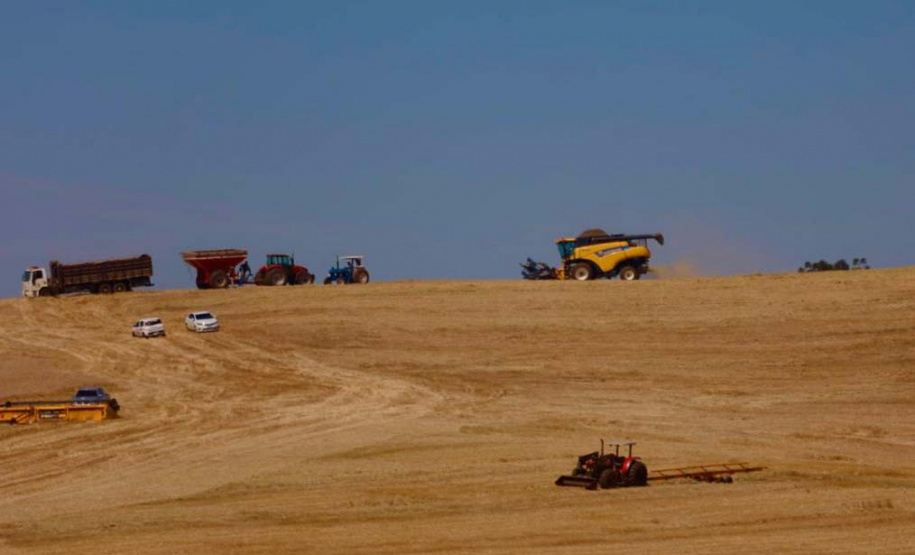 Colheita trigo