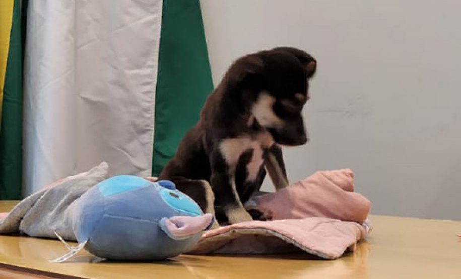 Disque-Denúncia 181 participa de evento pela proteção animal e ambiental em Campo Mourão