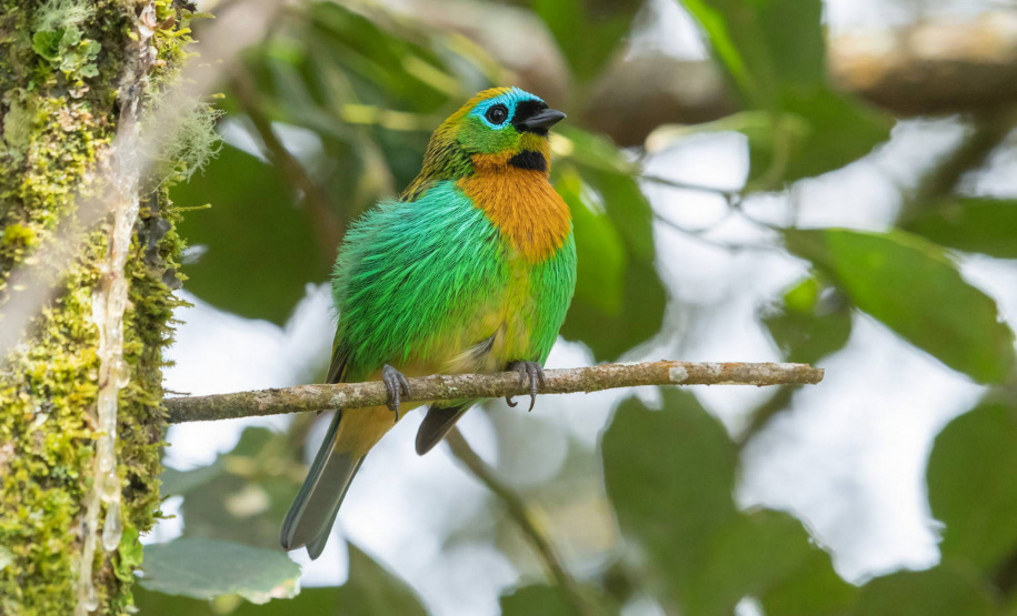 Colégios da rede estadual vão receber 1,6 mil exemplares de livro sobre a geografia e o meio ambiente do Paraná
