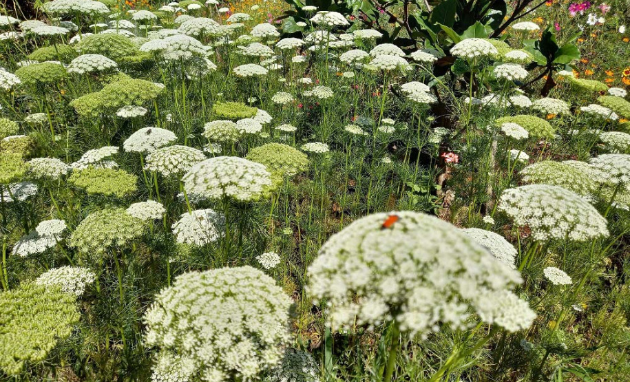 Rios de Cascavel recebem flores e árvores